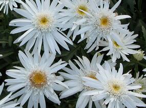 Kopretina největší 'Christine Hagemann' - Leucanthemum maximum 'Christine Hagemann'