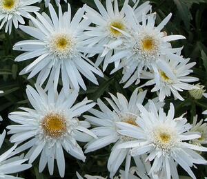 Kopretina největší 'Christine Hagemann' - Leucanthemum maximum 'Christine Hagemann'