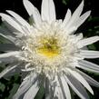 Kopretina největší 'Christine Hagemann' - Leucanthemum maximum 'Christine Hagemann'