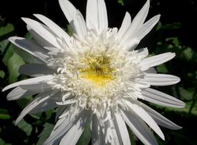 Kopretina největší 'Christine Hagemann' - Leucanthemum maximum 'Christine Hagemann'