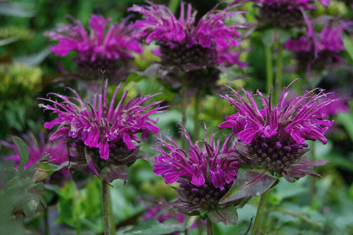 Zavinutka 'Scorpion' - Monarda hybrida 'Scorpion'