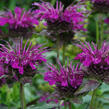 Zavinutka 'Scorpion' - Monarda hybrida 'Scorpion'