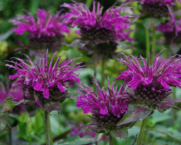 Zavinutka 'Scorpion'