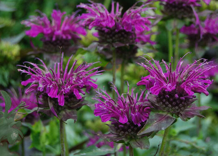 Zavinutka 'Scorpion' - Monarda hybrida 'Scorpion'