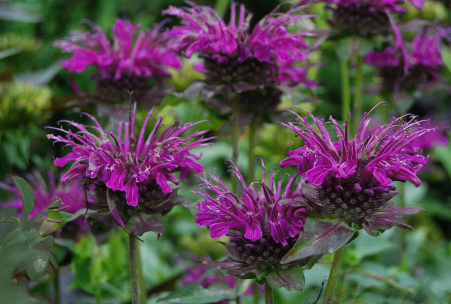 Zavinutka 'Scorpion' - Monarda hybrida 'Scorpion'
