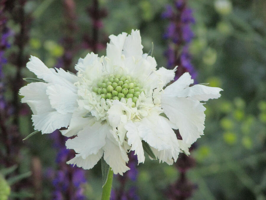 Hlaváč kavkazský 'Fama White' - Scabiosa caucasica 'Fama White'