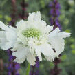 Hlaváč kavkazský 'Fama White' - Scabiosa caucasica 'Fama White'