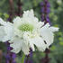 hlavac-kavkazsky-fama-white.jpg