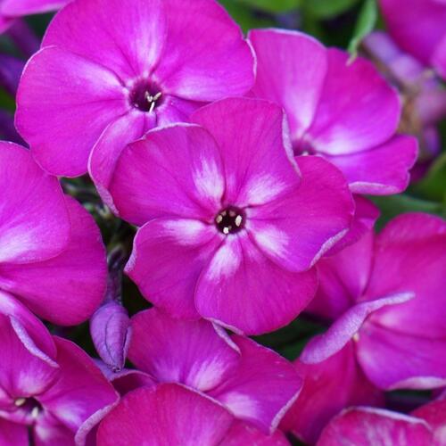 Plamenka latnatá 'Bambini Desire' - Phlox paniculata 'Bambini Desire'