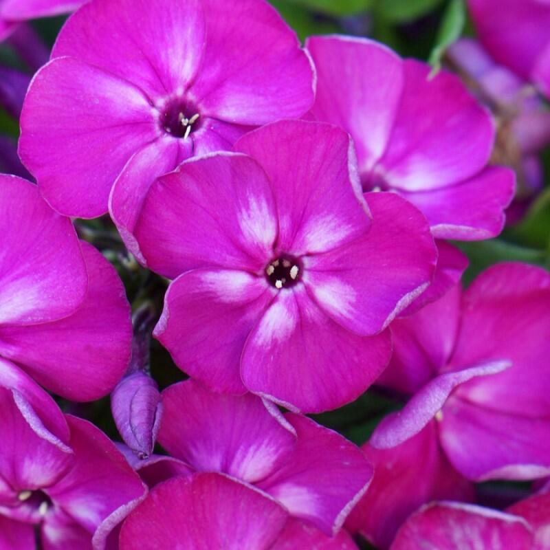 Plamenka latnatá 'Bambini Desire' - Phlox paniculata 'Bambini Desire'
