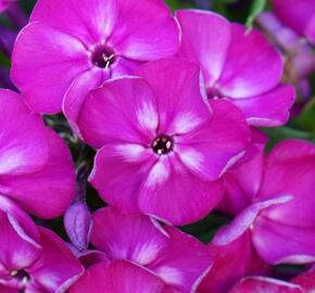 Plamenka latnatá 'Bambini Desire' - Phlox paniculata 'Bambini Desire'