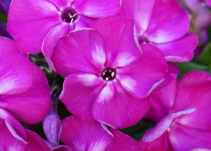 Plamenka latnatá 'Bambini Desire' - Phlox paniculata 'Bambini Desire'