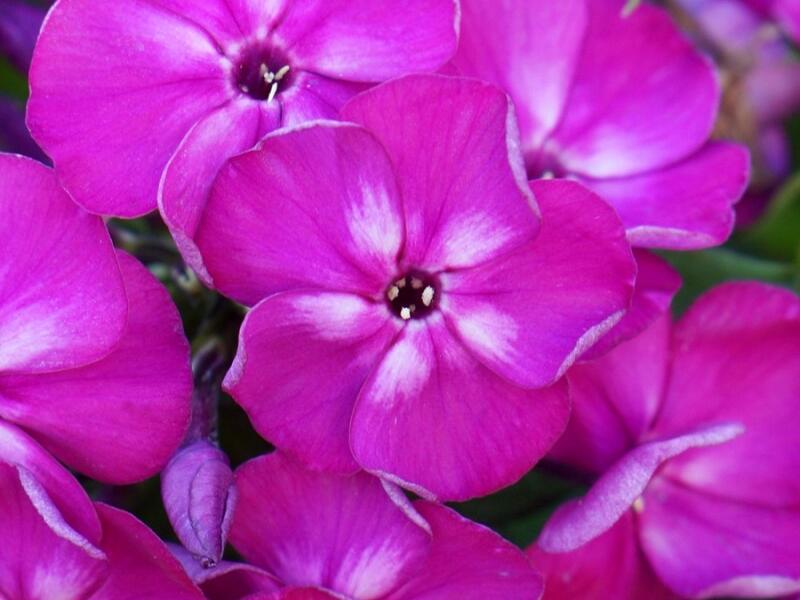 Plamenka latnatá 'Bambini Desire' - Phlox paniculata 'Bambini Desire'