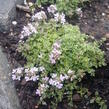 Mateřídouška úzkolistá 'Highland Cream' - Thymus serpyllum 'Highland Cream'