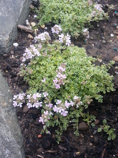 Mateřídouška úzkolistá 'Highland Cream' - Thymus serpyllum 'Highland Cream'