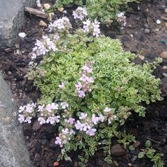 Mateřídouška úzkolistá 'Highland Cream' - Thymus serpyllum 'Highland Cream'