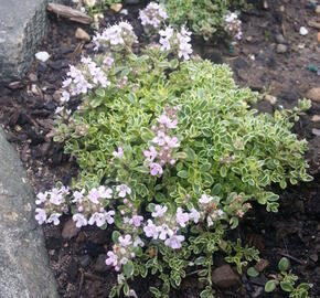 Mateřídouška úzkolistá 'Highland Cream' - Thymus serpyllum 'Highland Cream'