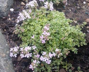 Mateřídouška úzkolistá 'Highland Cream'