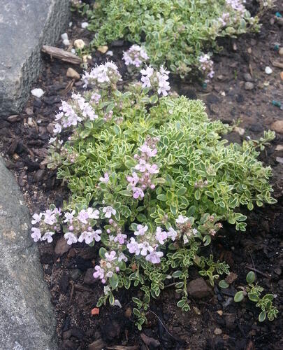 Mateřídouška 'Highland Cream' - Thymus serpyllum 'Highland Cream'