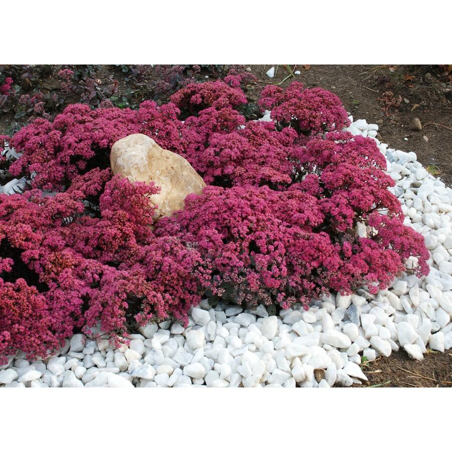 Rozchodník SunSparkler® 'Dazzleberry' - Sedum hybridum SunSparkler® 'Dazzleberry'