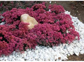 Rozchodník větvený SunSparkler® 'Dazzleberry' - Sedum cauticola SunSparkler® 'Dazzleberry'