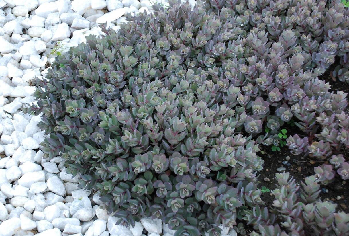 Rozchodník větvený SunSparkler® 'Dazzleberry' - Sedum cauticola SunSparkler® 'Dazzleberry'