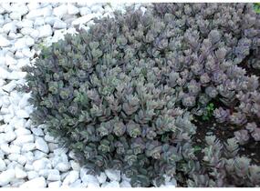 Rozchodník větvený SunSparkler® 'Dazzleberry' - Sedum cauticola SunSparkler® 'Dazzleberry'