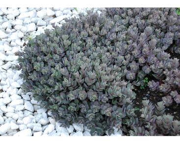 Rozchodník větvený SunSparkler® 'Dazzleberry'