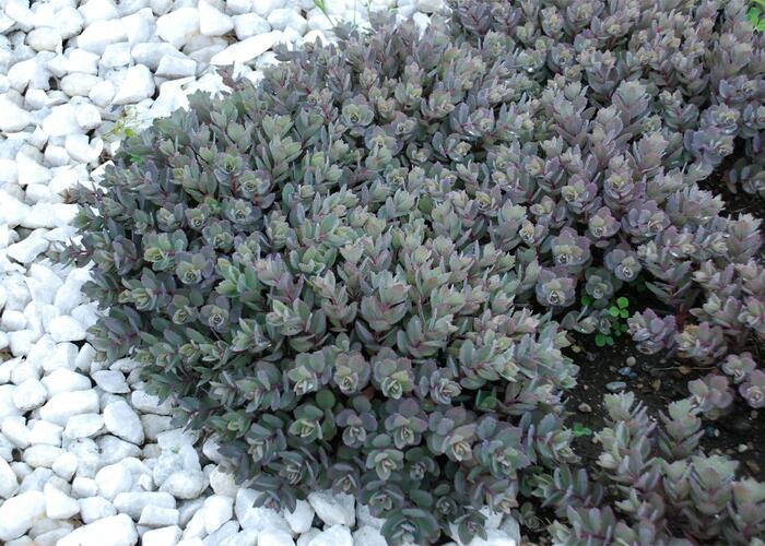 Rozchodník SunSparkler® 'Dazzleberry' - Sedum hybridum SunSparkler® 'Dazzleberry'