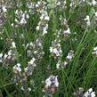 Levandule prostřední 'Edelweiss' - Lavandula intermedia 'Edelweiss'