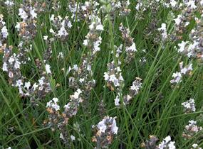 Levandule prostřední 'Edelweiss' - Lavandula intermedia 'Edelweiss'