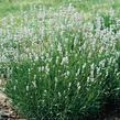 Levandule prostřední 'Edelweiss' - Lavandula intermedia 'Edelweiss'