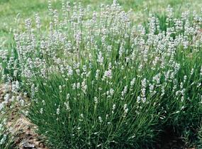 Levandule prostřední 'Edelweiss' - Lavandula intermedia 'Edelweiss'