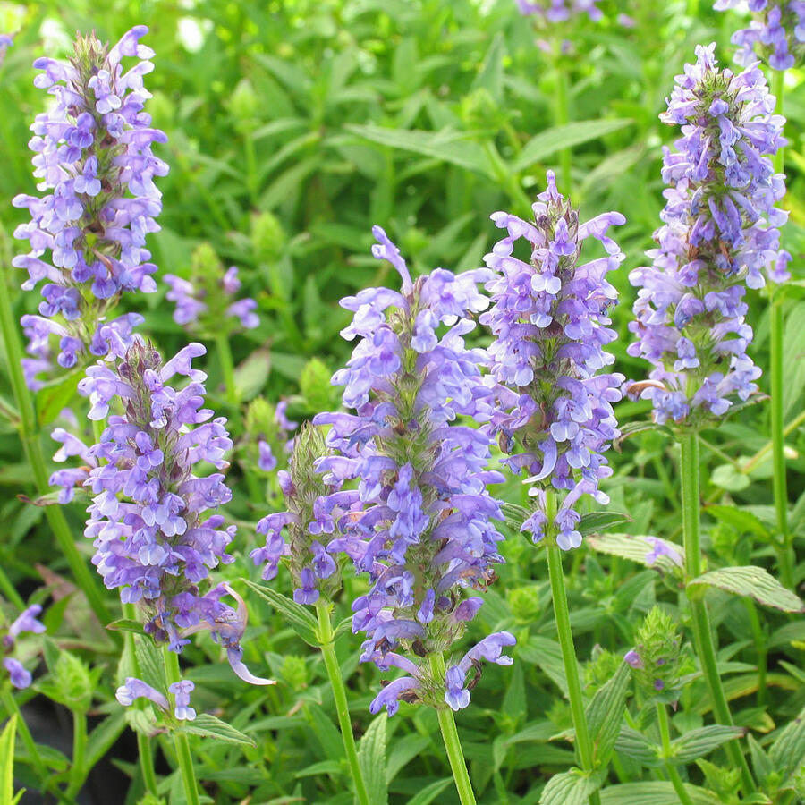 Šanta 'Felina Blue' - Nepeta nervosa 'Felina Blue'