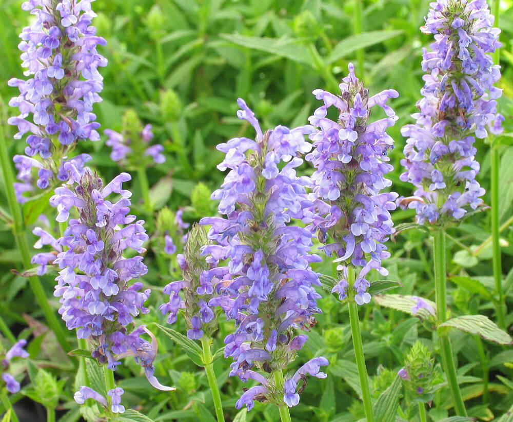 Šanta žilnatá 'Felina Blue' - Nepeta nervosa 'Felina Blue'