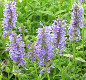 Šanta 'Felina Blue' - Nepeta nervosa 'Felina Blue'