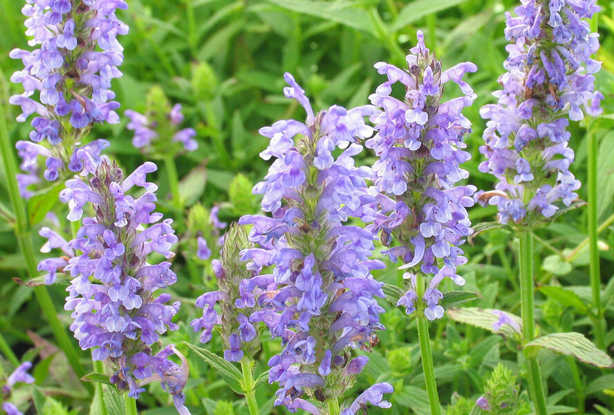 Šanta žilnatá 'Felina Blue' - Nepeta nervosa 'Felina Blue'