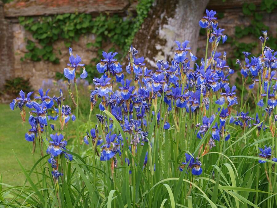 Kosatec sibiřský - Iris sibirica