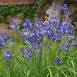 Kosatec sibiřský - Iris sibirica