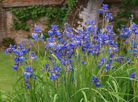 Kosatec sibiřský - Iris sibirica