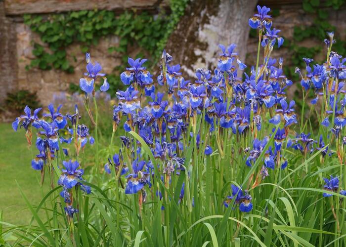 Kosatec sibiřský - Iris sibirica