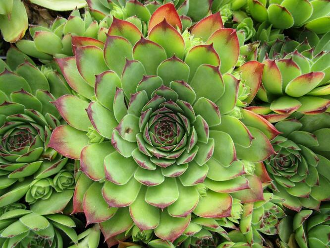 Netřesk střešní - Sempervivum tectorum