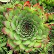 Netřesk střešní - Sempervivum tectorum