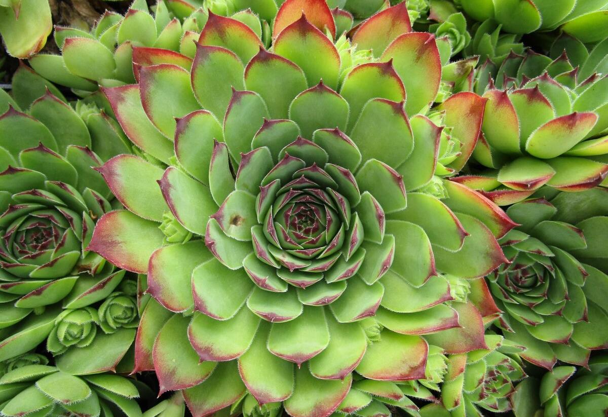 Netřesk střešní - Sempervivum tectorum