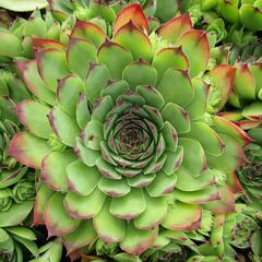 Netřesk střešní - Sempervivum tectorum