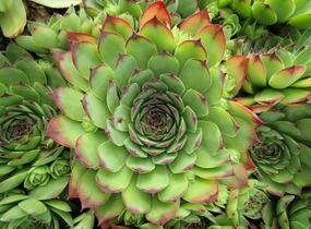 Netřesk střešní - Sempervivum tectorum