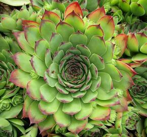 Netřesk střešní - Sempervivum tectorum