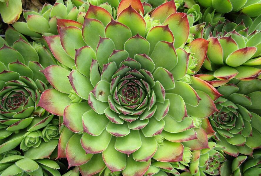 Netřesk střešní - Sempervivum tectorum