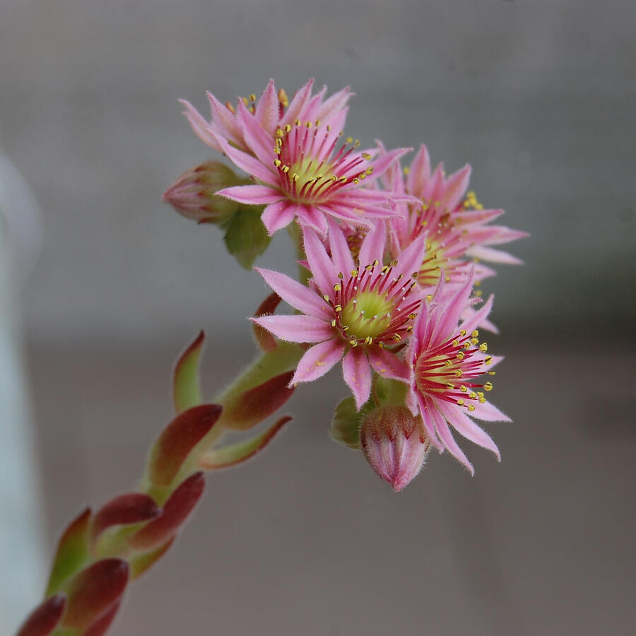 Netřesk střešní - Sempervivum tectorum