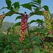 Líčidlo americké - Phytolacca americana